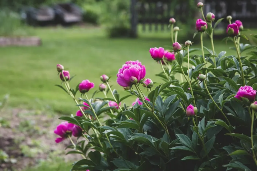 Rosa Pfingstrosen blühen am Rasenrand