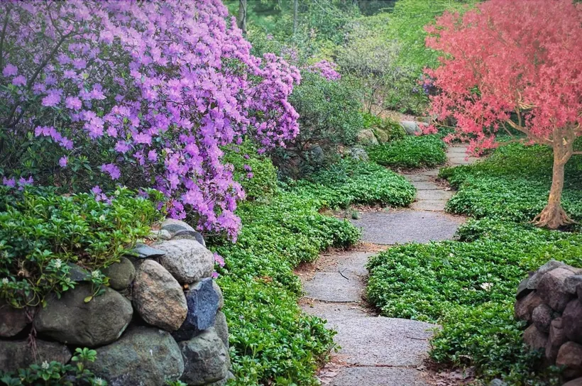 Ein Steinweg zwischen blühenden Rhododendren
