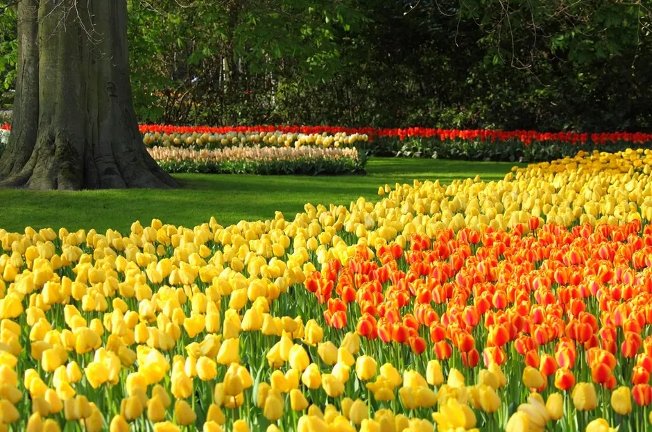 Breite Beete mit gelben und orangefarbenen Tulpen